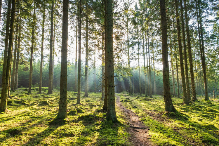 Footpath in a forest with sunrays
