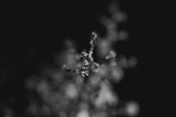 Close-up of snow on plant