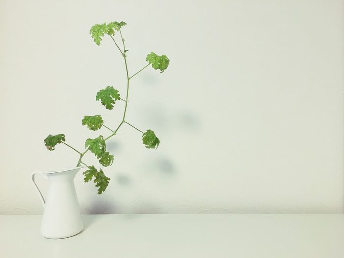 Close-up of green plant in white vase indoors