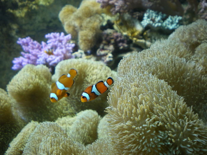 Close-up of fish underwater