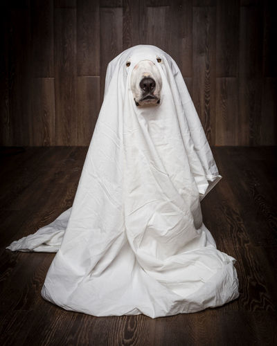 Portrait of dog wearing white costume