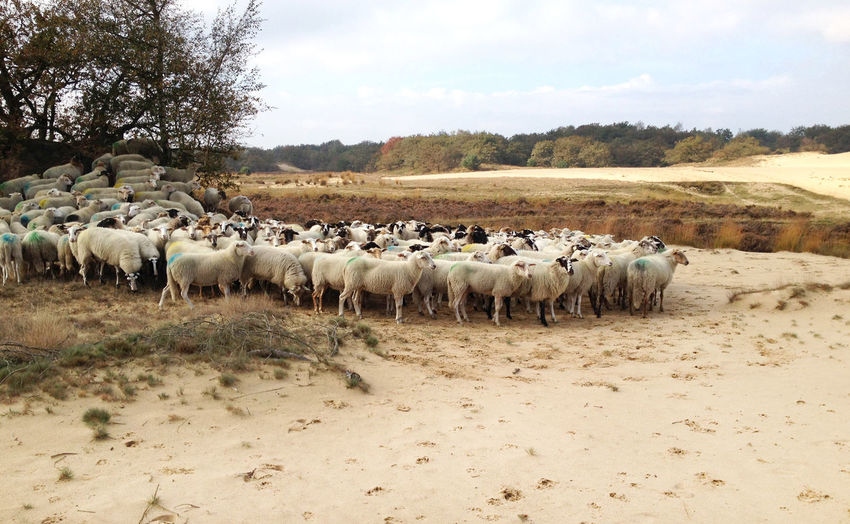 Sheep on field against sky