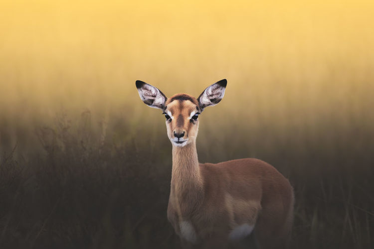 Portrait of an impala standing on field