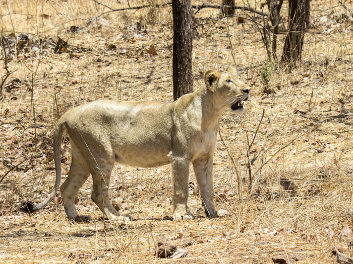 Side view of lion standing on field