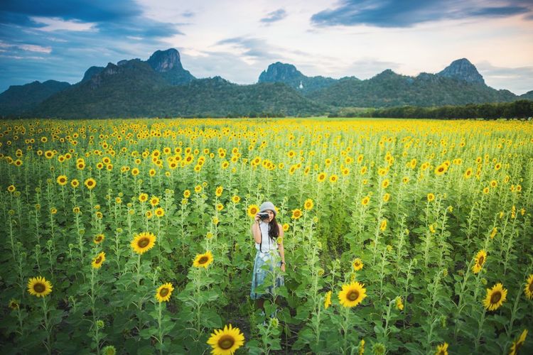 Portrait of woman photographing while standing amidst sunflowers growing on field