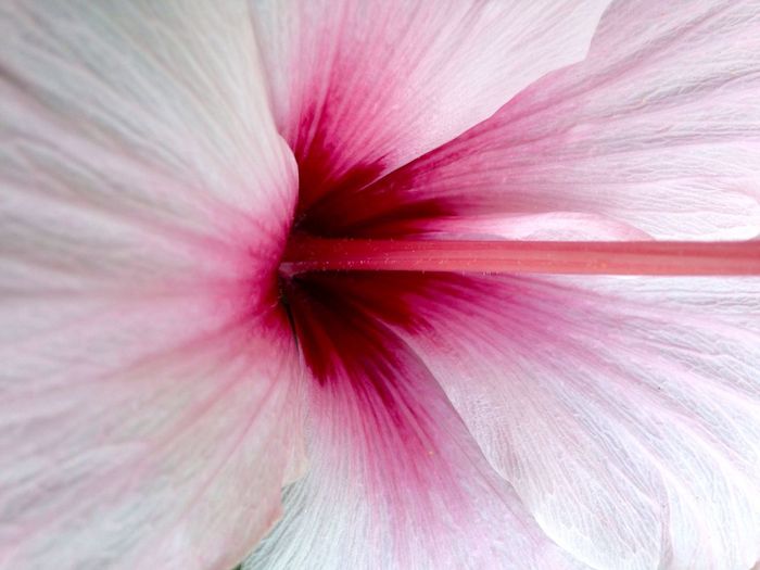 Extreme close up of hibiscus flower