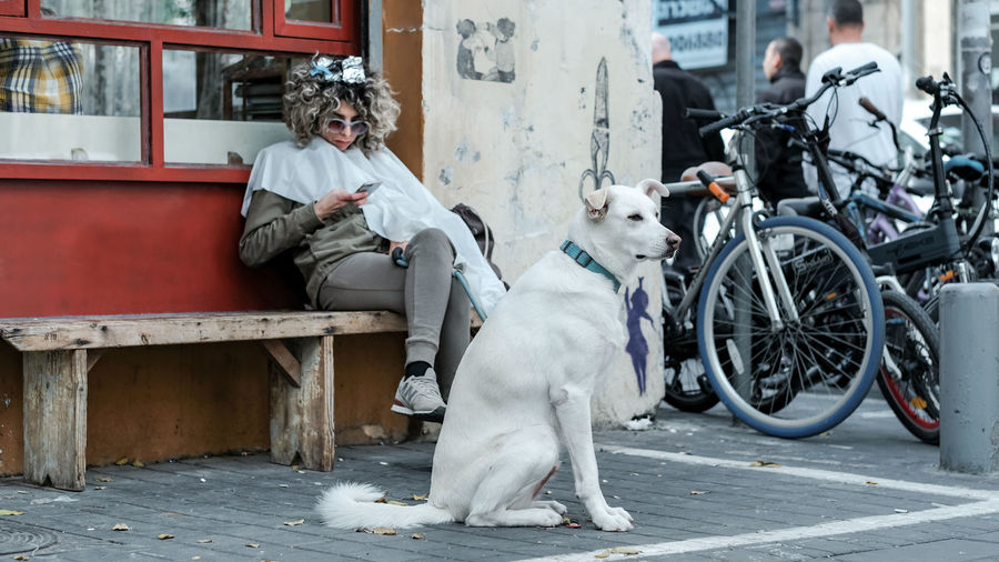 Man sitting with dog on street in city