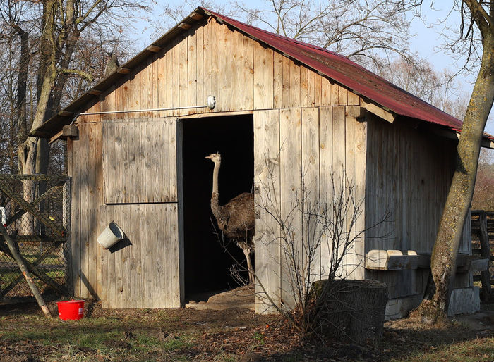 Ostrich in a shed