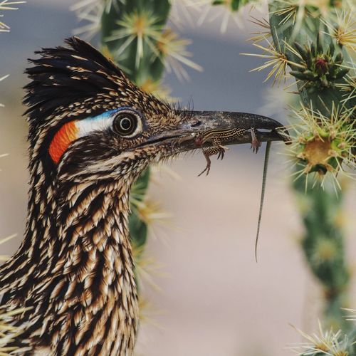 Close-up of roadrunner eating lizard