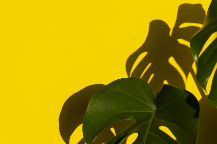 Low angle view of plant against yellow background