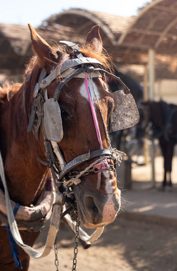 Vertical view selective focus of brown and white horse head with old and traditional reins pulling a