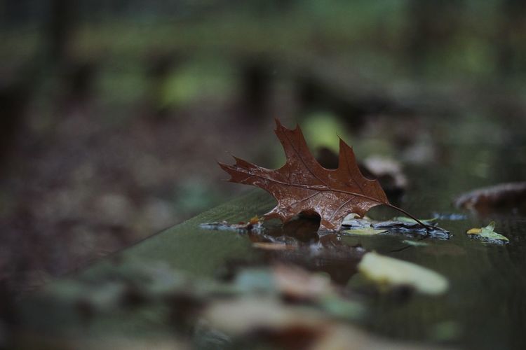 Close-up of fallen maple leaf