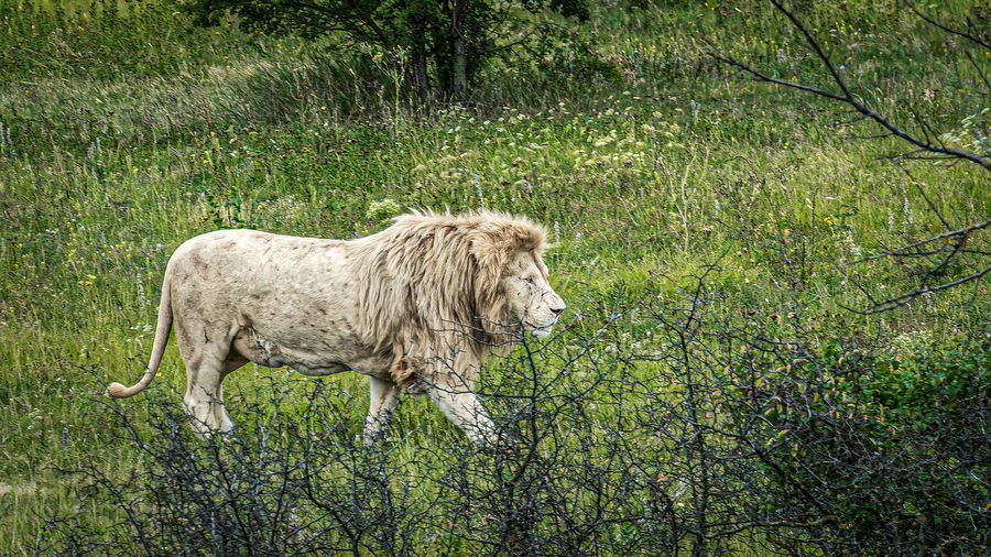 A white lion walking on a green savannah