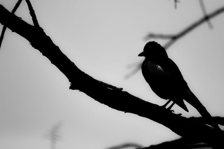 Low angle view of silhouette bird perching on branch against sky