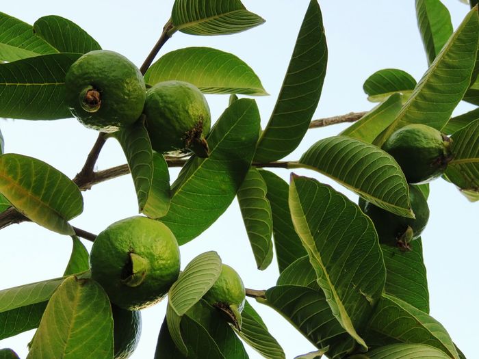 Low angle view of guava tree