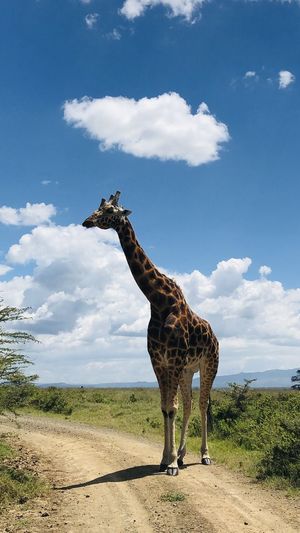 Kenya wildlife 