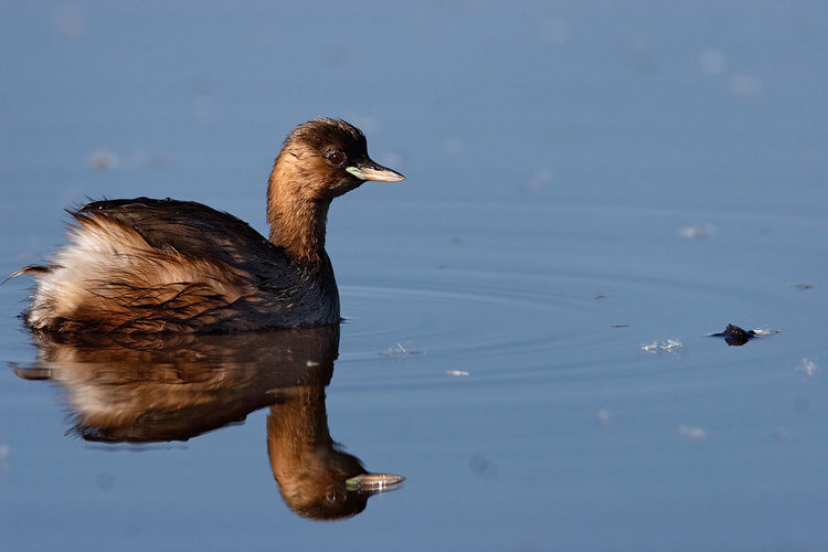 The little grebe swimming on the water