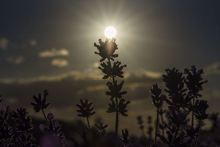 Silhouette of flowering plants against sky during sunset