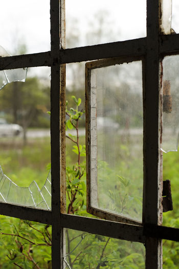Plants seen through broken window