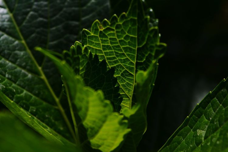 Close-up of leaves at low angle