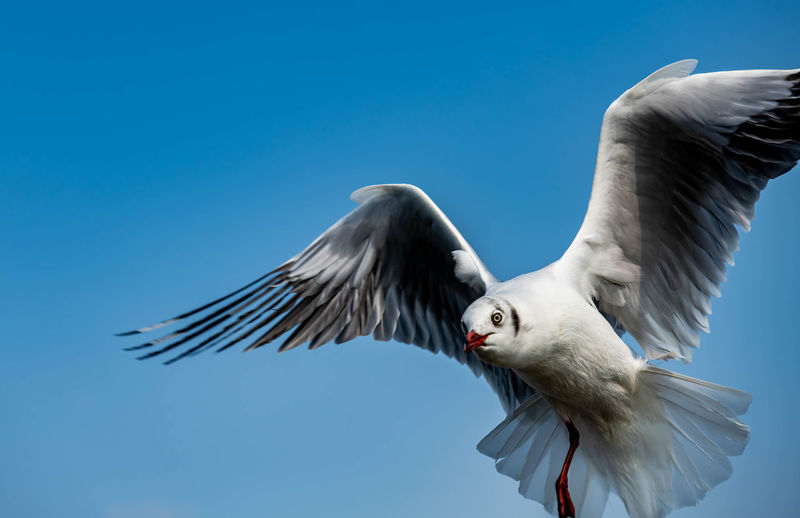 Portrait of seagull flying and looking towards the camera