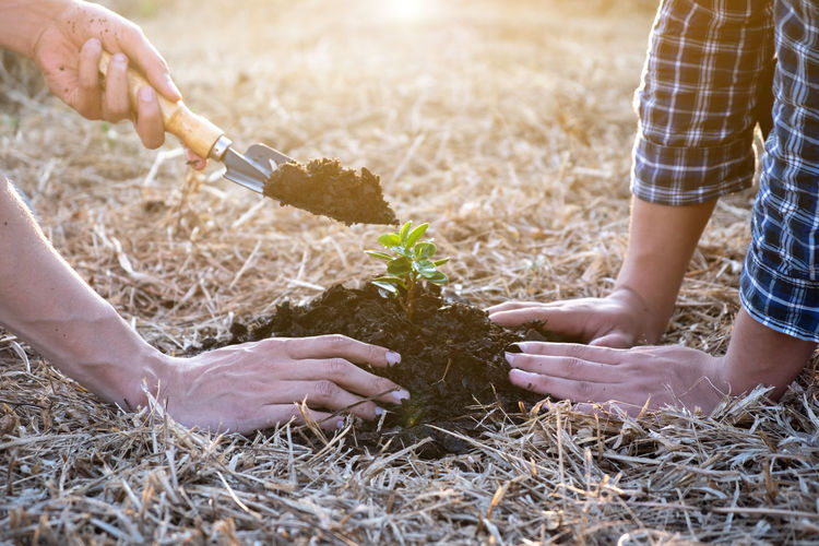 Cropped hand of people planting seedling outdoors
