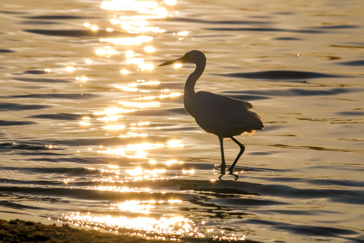 Bird on lake at sunset