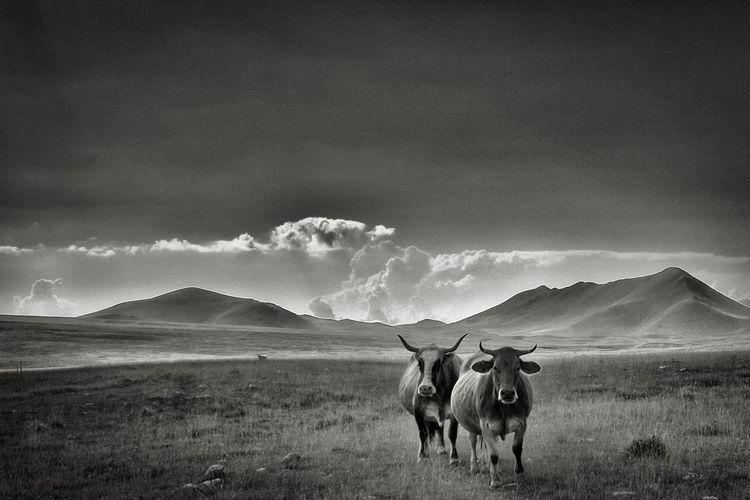 Scenic view of cows in field against cloudy sky