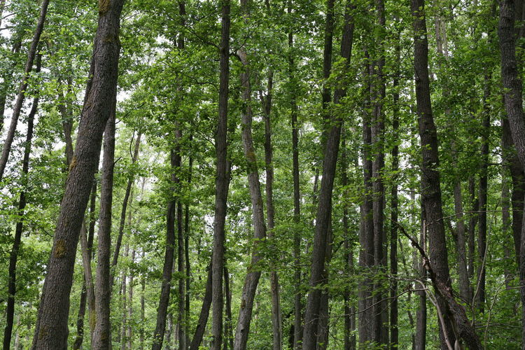 Low angle view of alder wood trees in uckermark forest