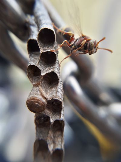 Close-up of bee on leaf