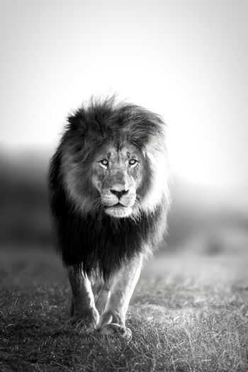 Portrait of lion on field