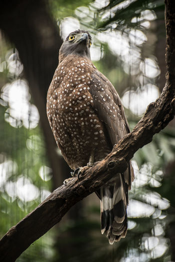 Close-up of serpent eagle perching on branch