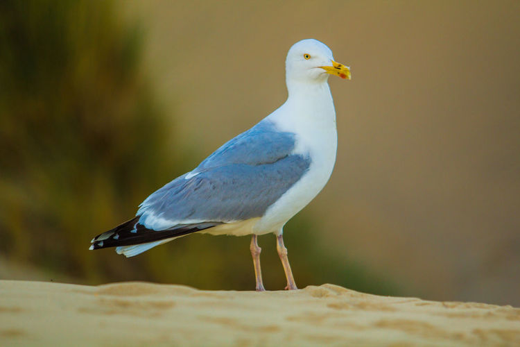 bird