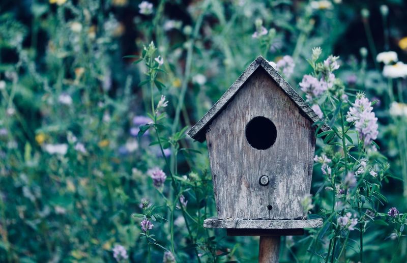 Close-up of birdhouse by plants