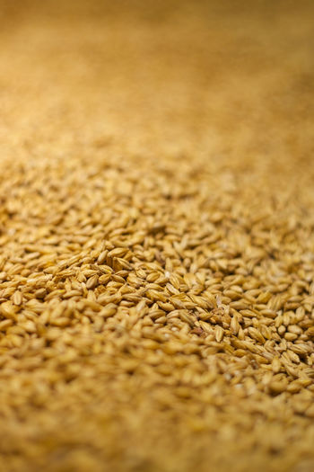 Barley background with shallow depth of field, ingredient to make beer