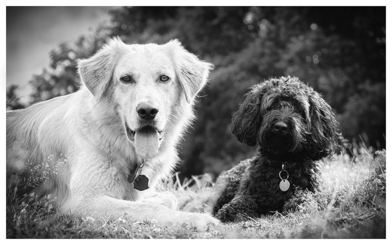 Portrait of a two dogs in black and white.  one large golden dog one small black dog.  very cute.  