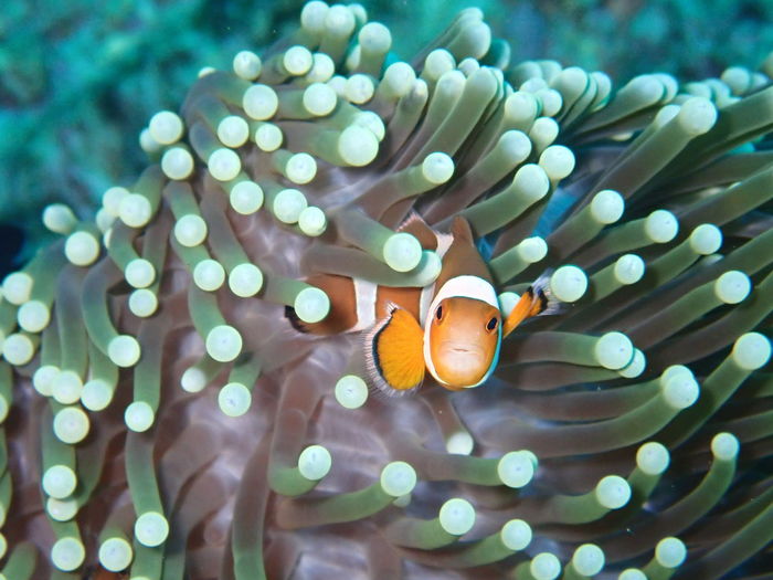 Close-up of clown fish swimming in sea