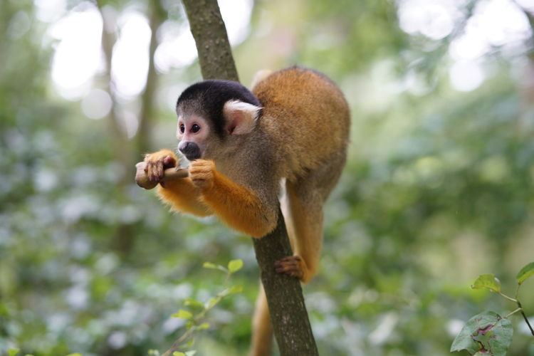 Squirrel monkey eating plant