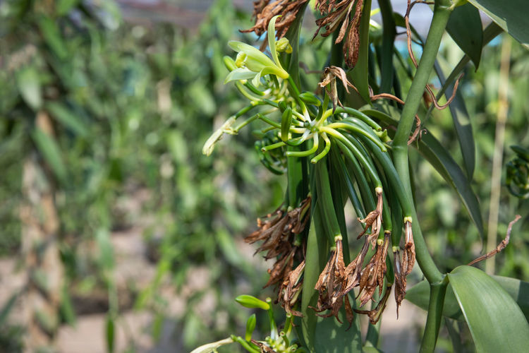 plant