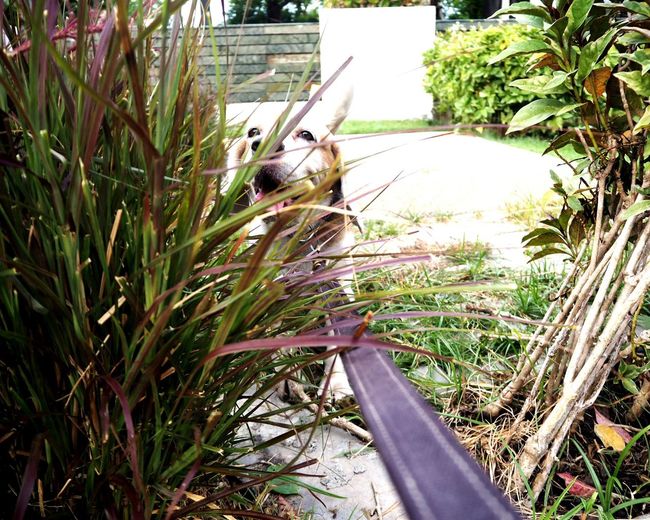 Close-up of dog on grass