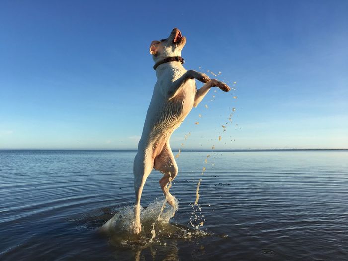 Funny dog jumping