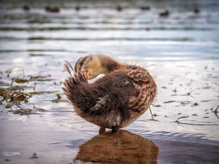 The duckling is putting its feathers in order.