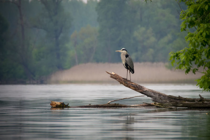 Gray heron perching on driftwood