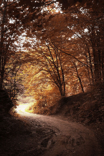 Road in forest during autumn