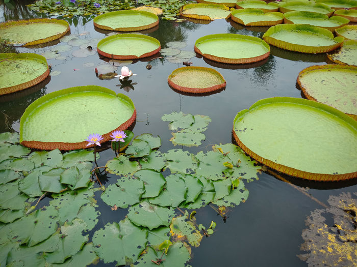High angle view of lily pads in pond