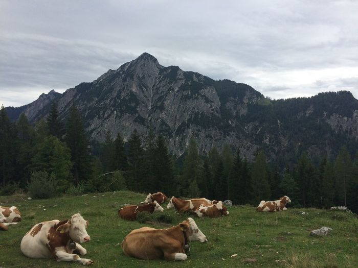 Cows on landscape against mountain range