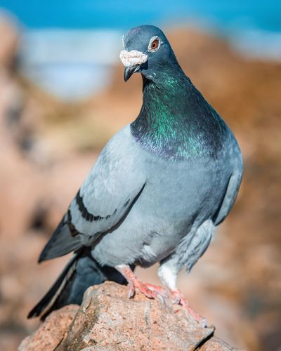 Close-up of a pigeon