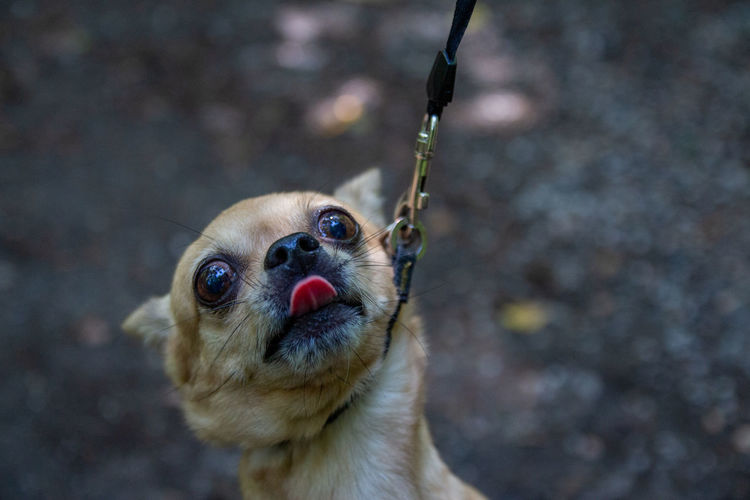 Chihuahua does not want to live, humorous and funny photo