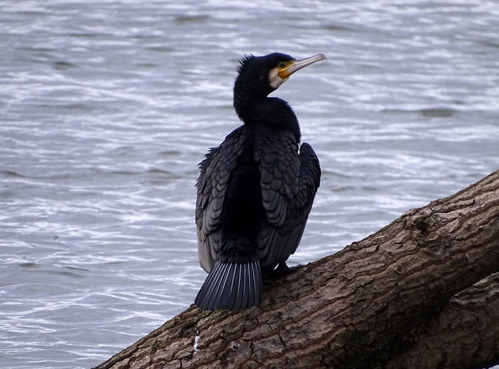 Close-up of cormorant perching on lake