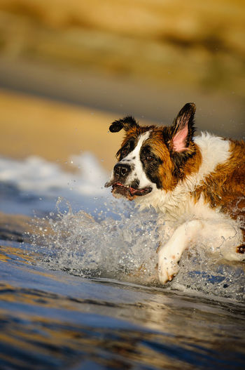 Wet dog in water
